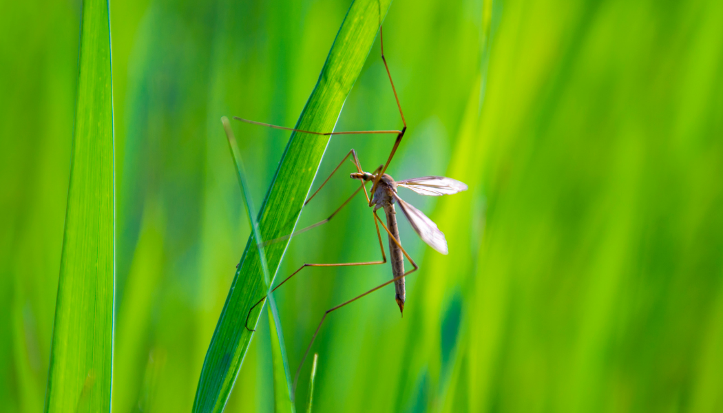 Lee más sobre el artículo Guía rápida contra los mosquitos