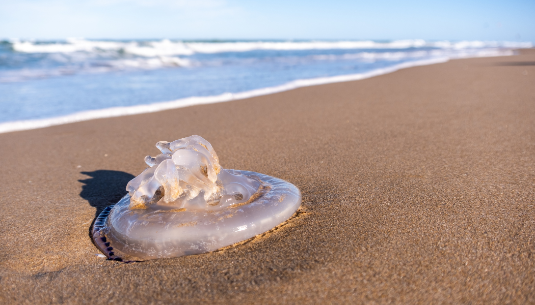 Lee más sobre el artículo Picadura de medusas